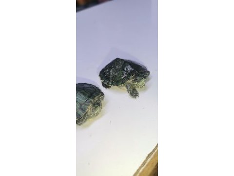 Bebek kaplumbağalar görücüde