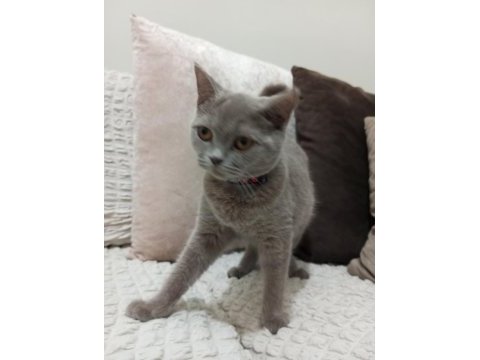 British shorthair kedimiz