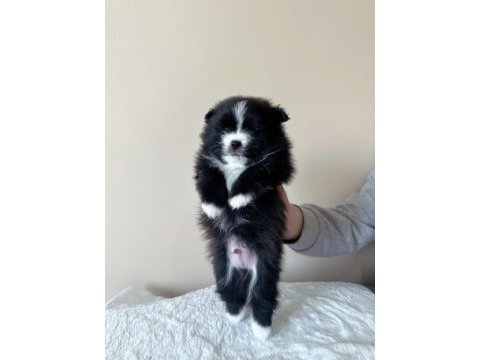 Pomeranian nadir renklerde oyuncu kardeşler