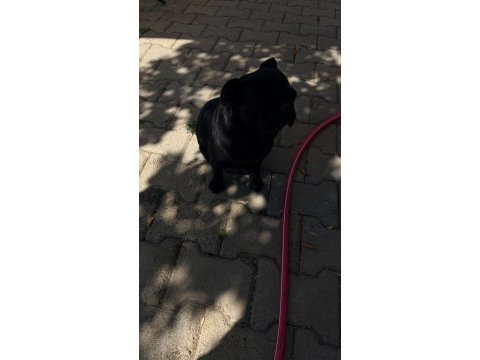 Sıfır boy full eğitimli evde bakılması zorunlu pug