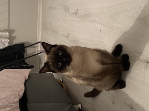 British shorthair kedimiz