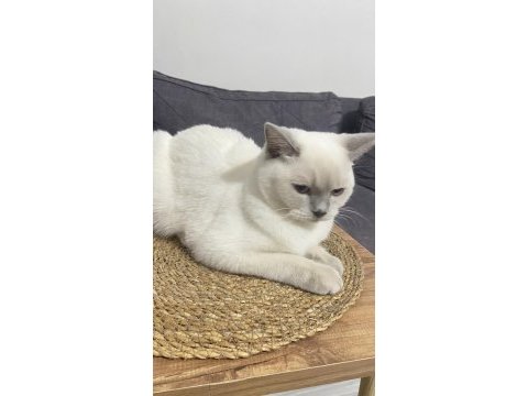 British shorthair kızıma eş arıyorum