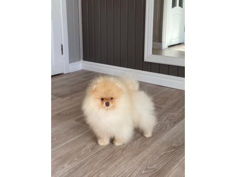 Fcı export sçr li pomeranian yavrular petmode den