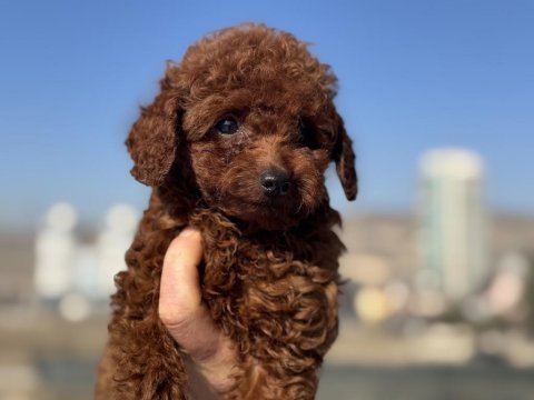 Ankaranın en güzel toy poodle yavruları ziyarete açık