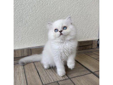 Minik sevimli ayıcık british longhair oğlum
