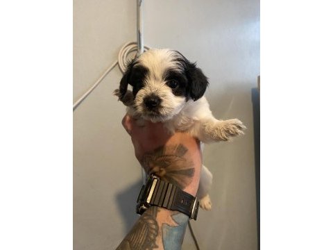 2 morkie yavrumuz kaldı