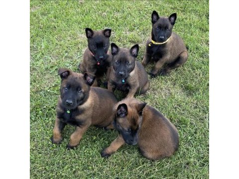 Belçika malinois yavrular