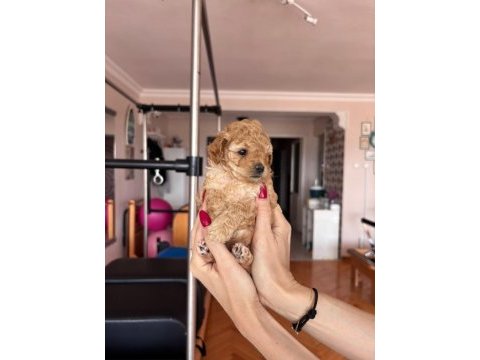 Maltipoo bebeklerim