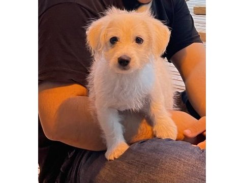 Maltese terrier rus finosu kırması oğlumuza yuva