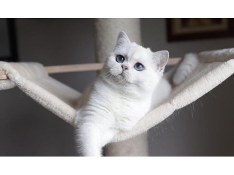 British shorthair dişi kedimiz