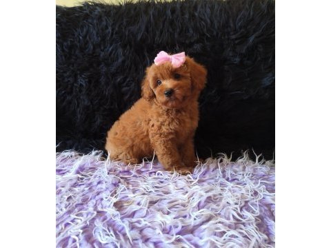 Dişi toy poodle bebeğimiz