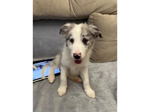 2 aylık blue merle border collie