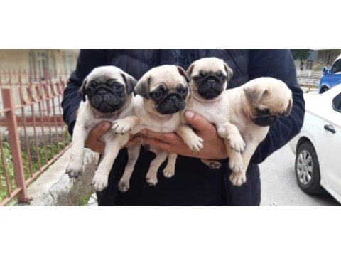 Orijinal pug bebekler