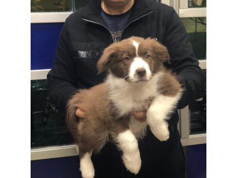 Border collie erkek yavrularımız