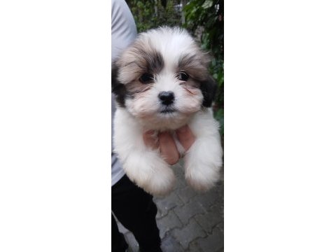 Harika morkie bebekler