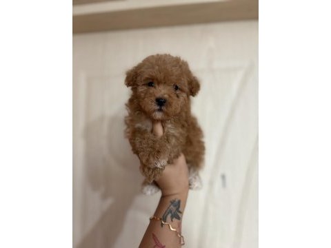 Herkes poodle sahibi olsun diye