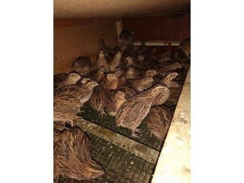 Yumurtaya yeni başlayacak 45 günlük bıldırcınlar