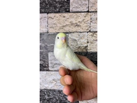 Yavru muhabbet kuşu alıştırma konuşturmak için acele edin