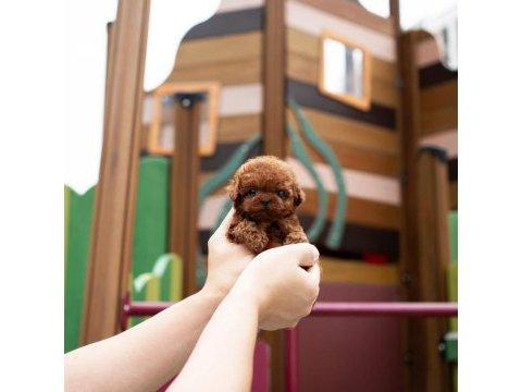 Şecereli toy poodle yavrular ruhsatlı üretim çiftliği