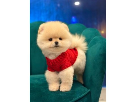 Pomeranian boo yavru köpekler