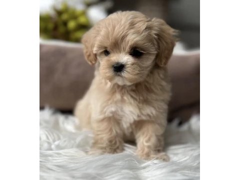Teacup kore maltipoo yavruları