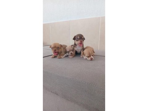 Avrupa standartlarındaki bebek köpeklerim