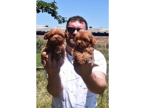 Maltipoo yavrular