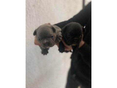 French bulldog yavrularımız
