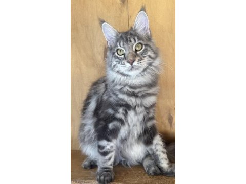 Maine coon al-satçılara ve aracılara dikkat