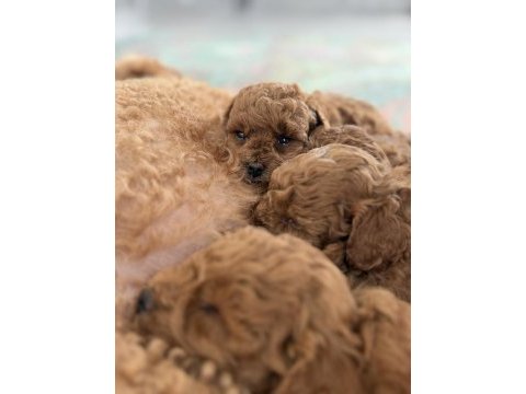 Toy poodle bebek yavrularım