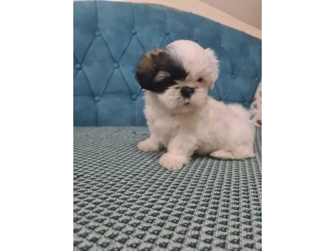A kalite shih tzu