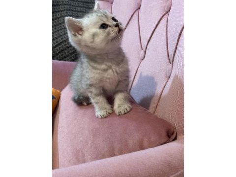 British shorthair bebeğimiz