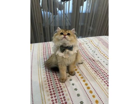 British longhair 10 aylık safkan-dişi