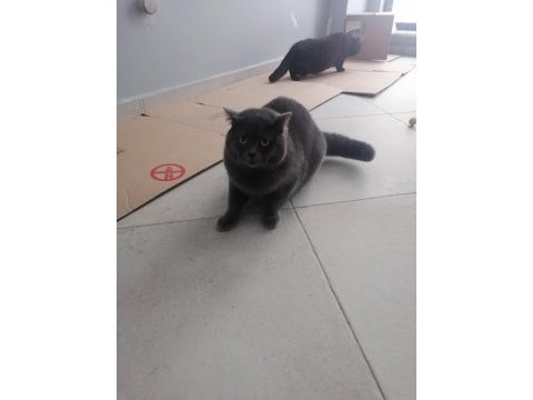 British shorthair 8 aylık erkek