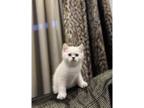 Brıtısh shorthair sılver point yavrularım 