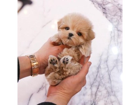 Uygun bütçeli maltipoo yavrularim