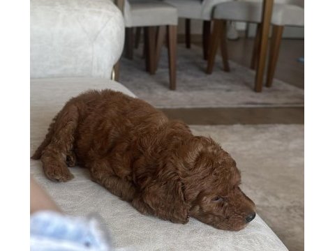 Acil 2 aylık erkek toy poodle yavrumuza yuva arıyoruz