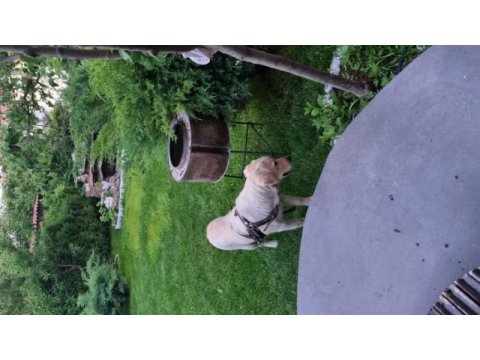 9 aylık golden retriever