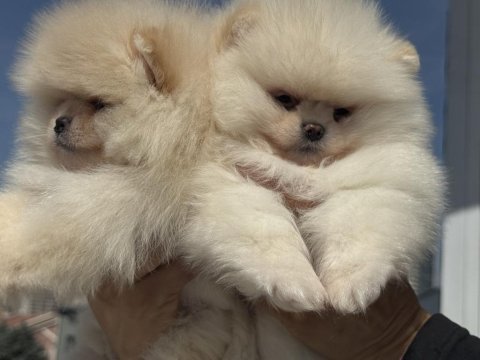 Show kalite pomeranian boo yavrularımız