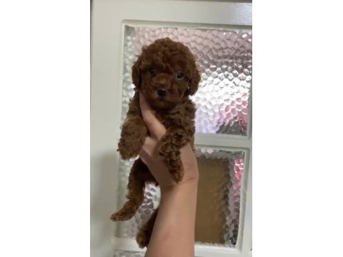 Annesinin yanında büyüyen poodle bebeğim
