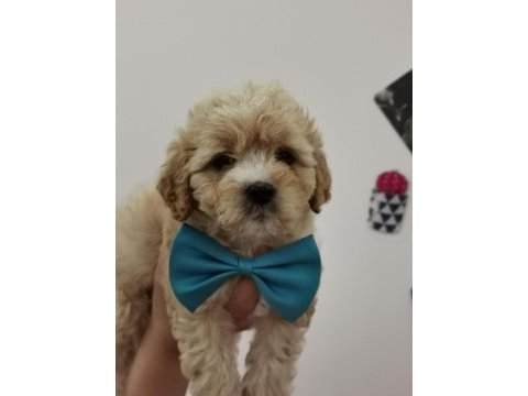 Maltipoo adrese teslim, kapıda ödeme yapabilirsiniz