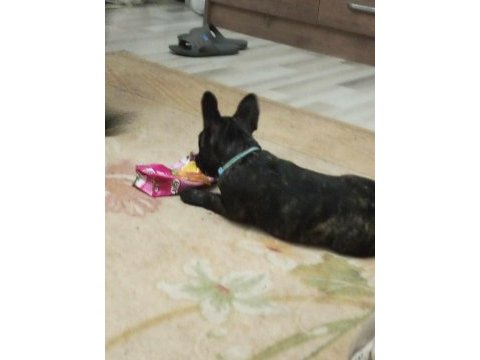 Fransız bulldog dişi 6 aylık