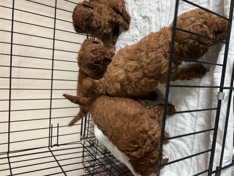 A plus toy poodle yavrular ilk aşısı ve iç parazit