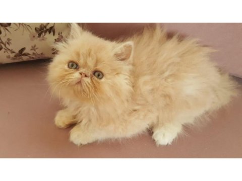 Egzotik sarı şeker iran kedisi