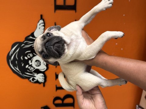 Sevimli zeki ırk pug