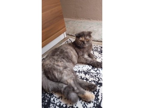 Scottish fold kedimiz pakize yeni yuvasını arıyor