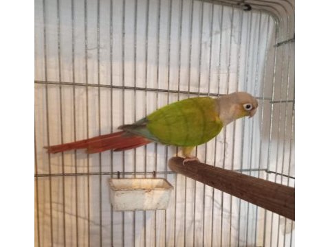 Cıvıl cıvıl rengarenk uysal bebek kuşlar için ulaşın