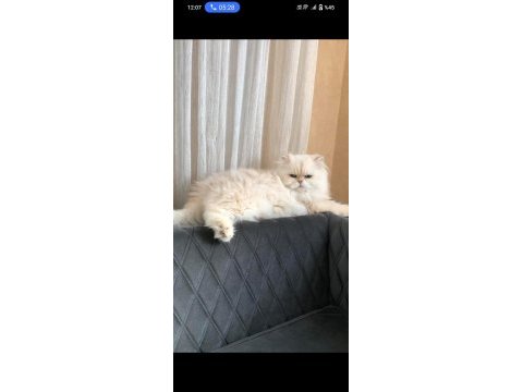 Ücretsiz sahiplendirme kedimiz