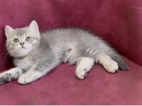 Dev adayı british shorthair erkek