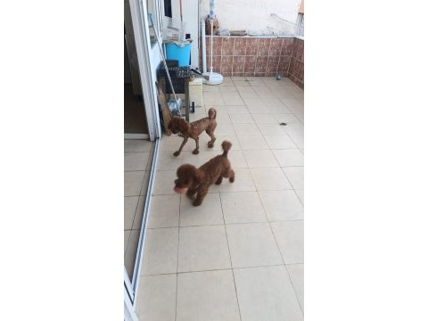 Safkan toy poodle 28cm